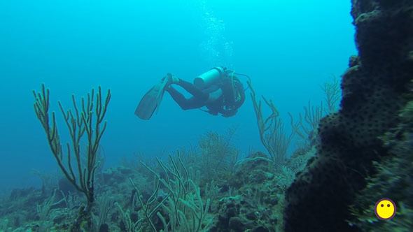 Scuba Diver At The Seafloor