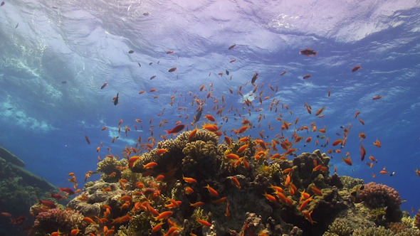 Colorful Fish on Vibrant Coral Reef 950