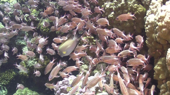 Shoal of Stripped Fish on Coral Reef 956