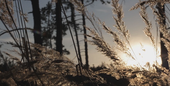 Field At Sunset