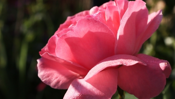 Pink Roses Touched By The Sun 4
