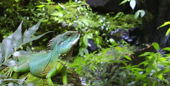 Iguana in Green Amazon Jungle