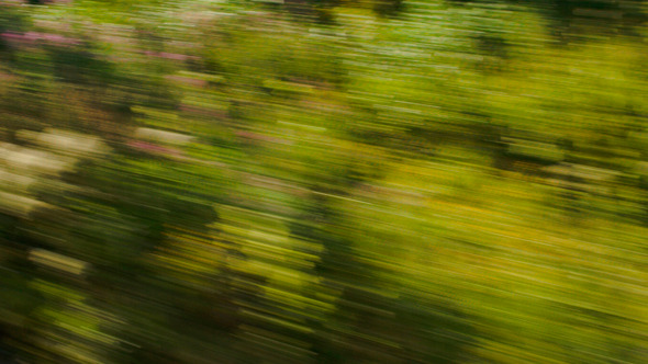 View Of Passing Green Trees From Speed Train