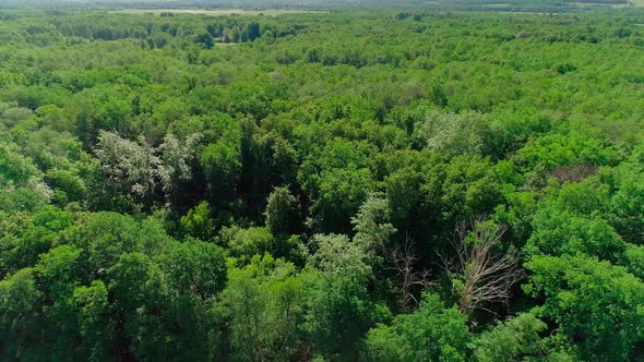 Aerial Footage of a Summer Forest