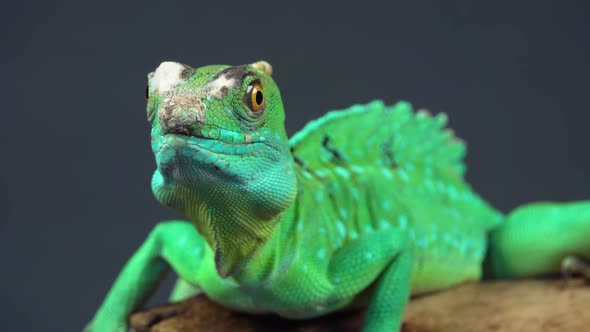 Helmet-bearing Basilisk Sitting on Wooden Snag at Black Background. Close Up