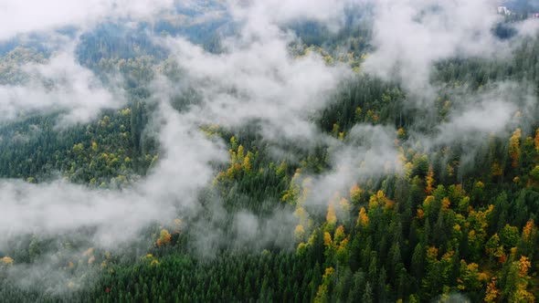 Aerial shot after Rainy Weather in Mountains. Misty Fog blowing over Pine tree Forest.