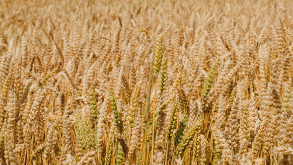 Field Of Wheat Swinging In The Wind
