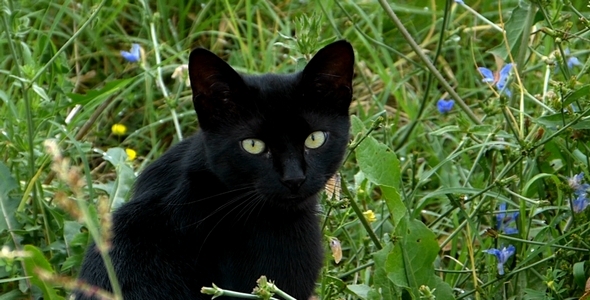 Black Cat in the Garden 1