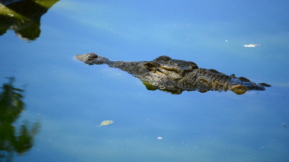 Crocodile Walking to the River