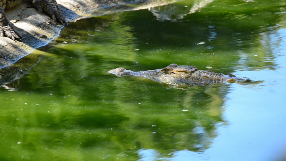 Crocodile Swimming in Zoo