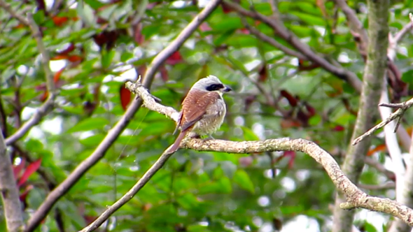 Tiger Shrike