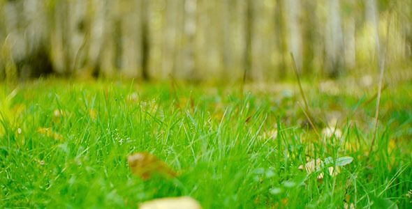 Green Grass In The Forest