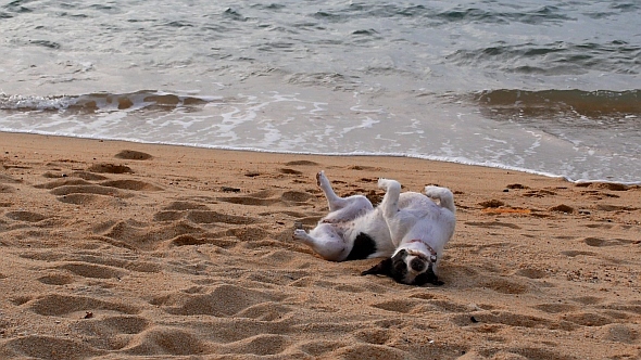 Cute Dog Playing in Sand at the Beach
