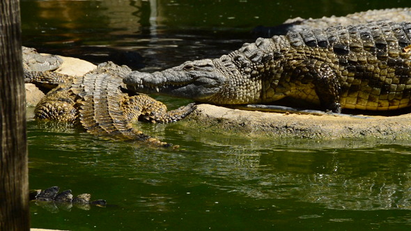 Crocodile Out of the Water in River