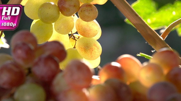 Rich Harvest of Grapes