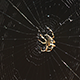 Spider in the Centre of His Web - VideoHive Item for Sale