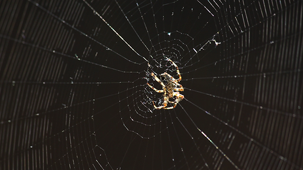 Spider in the Centre of His Web