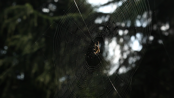 Spider In His Web