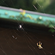 Spider Building A Web (x3 speed) - VideoHive Item for Sale