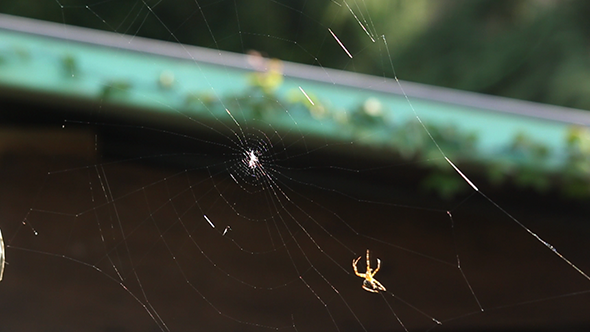 Spider Building A Web (x3 speed)