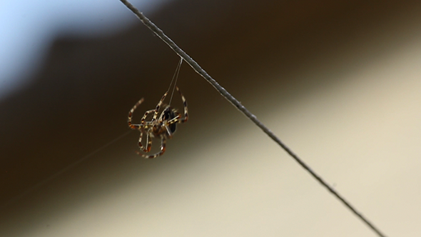 Spider Beginning His Web