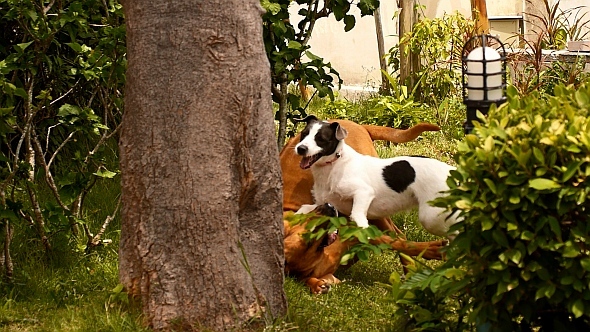 Dog Friends Playing on the Gass