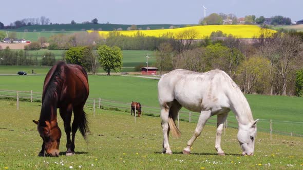 Three horses eating grass in spring time, Sweden