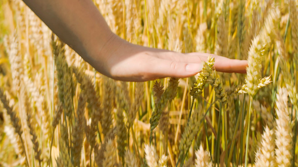 Woman Touching Ripe Wheat