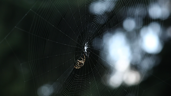 Close-up of Spider Finishing His Web