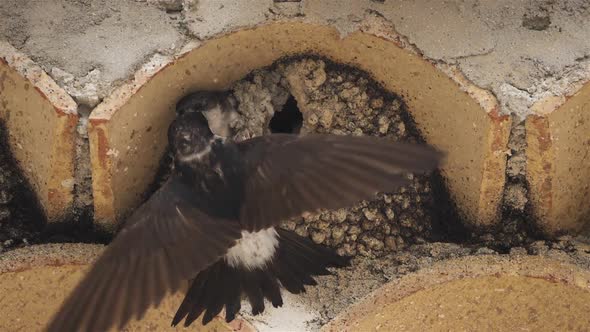Common house martin. A mother flying back to a full nest with chicks.