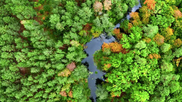 River and green autumn forest in Poland, aerial view