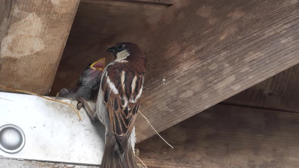 Tree Sparrow Nesting Behavior Watching.