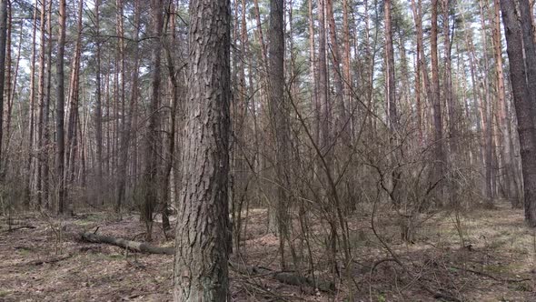 Trees in a Pine Forest During the Day Aerial View