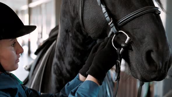 Rider Preparing a Largeblack Friesian Horse for Dressage Training