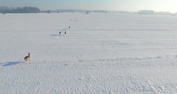 Aerial shot of Young roe deer running through snow in the winter