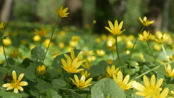 Glade With Beautiful Yellow Flowers