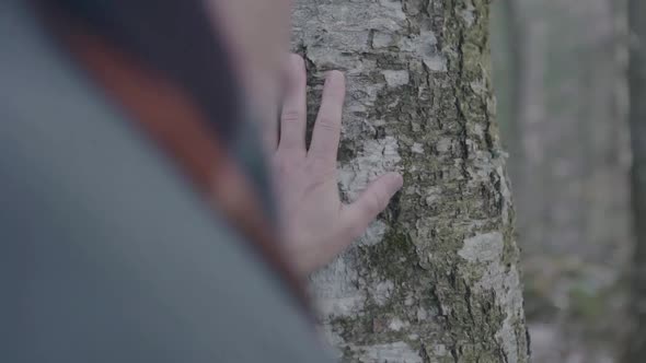 Man Hands Touching Birch Tree While Walking