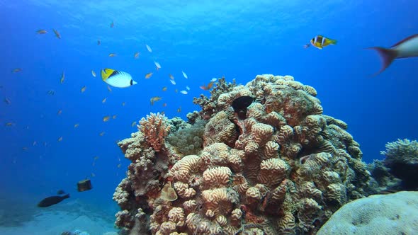 Tropical Coral Garden Underwater Life