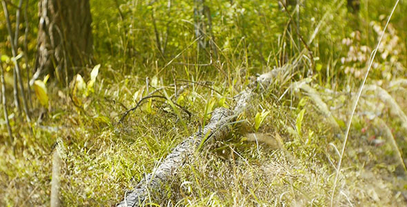 Dry Tree In The Forest alt