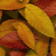 Autumn Leaves Transition - VideoHive Item for Sale