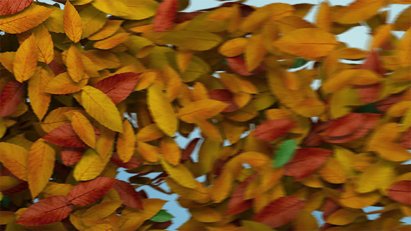 Autumn Leaves Transition alt