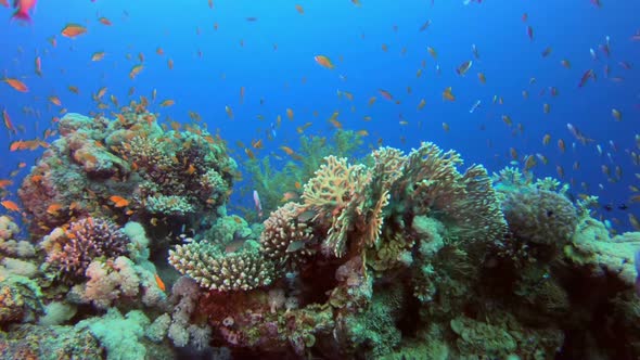 Reef Coral Scene