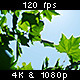 Sun & Sky Shining Through Leaves 2/2 - VideoHive Item for Sale