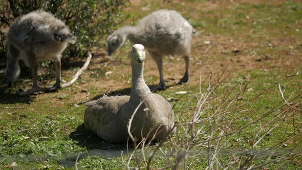 Mother Cape Barren Sitting Watching Goslings Feed On Grass