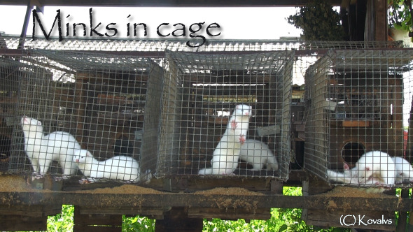 Minks In Cage