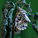 Butterfly Relaxing on a Branch - VideoHive Item for Sale