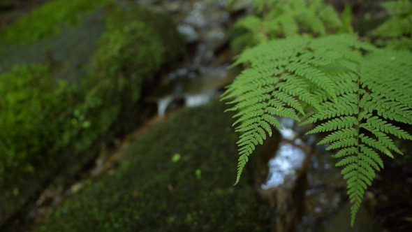 Fern and water