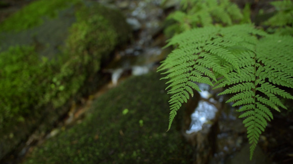 Fern and Water