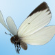 White Butterfly Flight - VideoHive Item for Sale