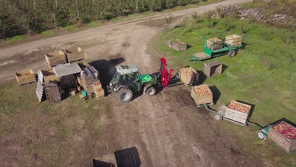 Apple orchard fruit production. Aerial view of wooden crates full of ripe apples during the annual h